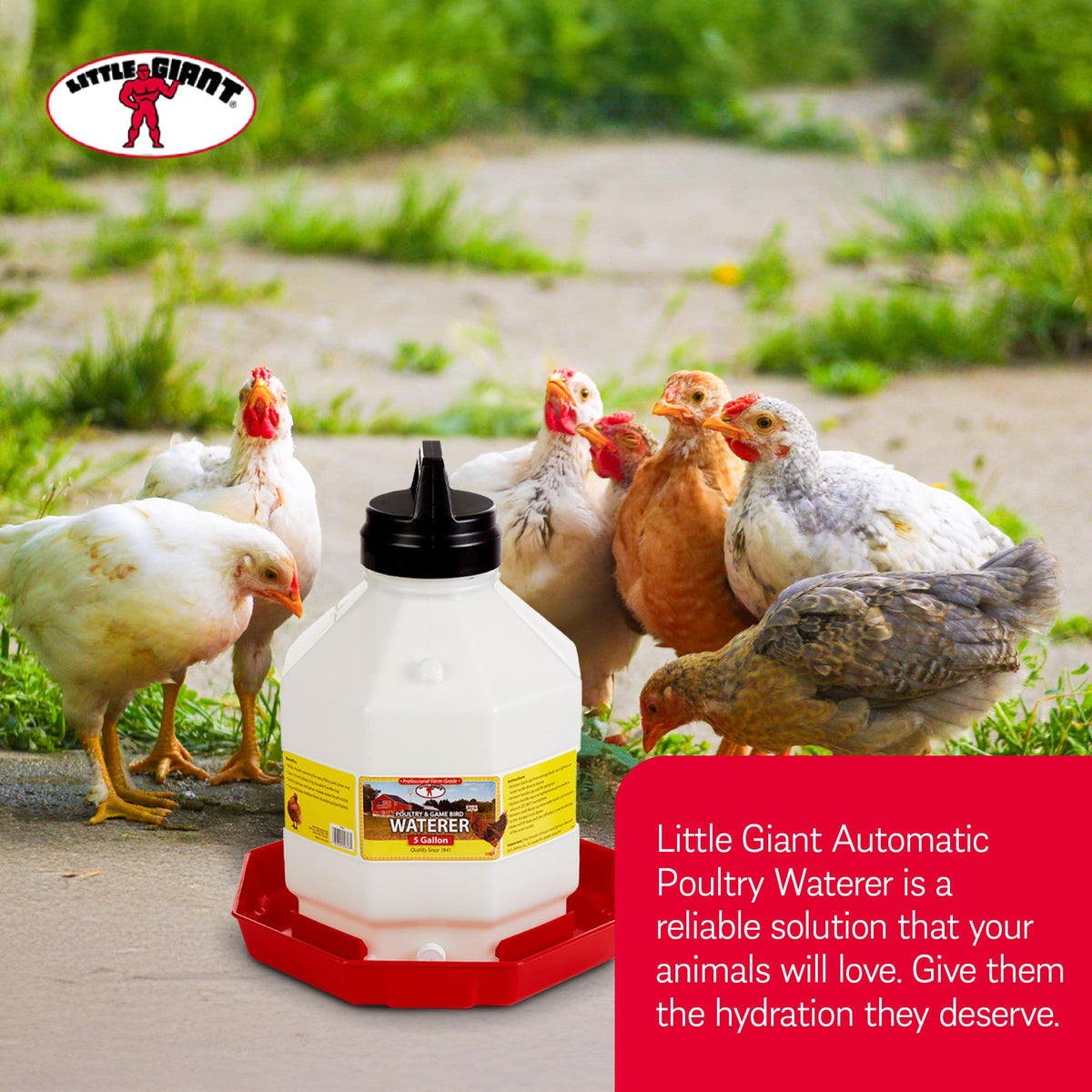 5 Gallon Hanging Automatic Poultry Waterer Dispenser, 2-Pack W68767